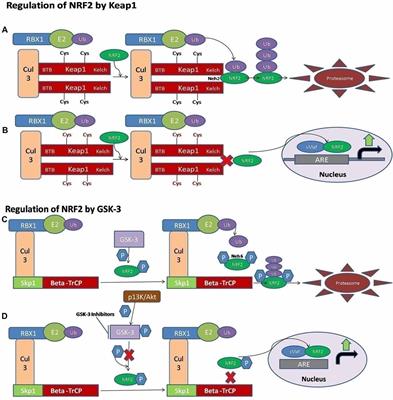 p62-Keap1-NRF2-ARE Pathway: A Contentious Player for Selective Targeting of Autophagy, Oxidative Stress and Mitochondrial Dysfunction in Prion Diseases